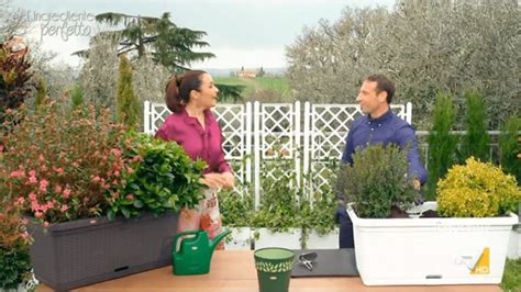 10 piante alte da balcone sempreverdi per un'atmosfera .